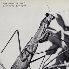 Courtney Barnett - Creature Of Habit (Caramel Coloured Vinyl) (Fiction Records)